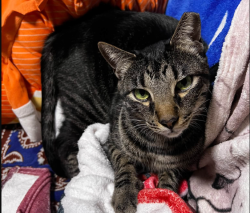 Lost Male Cat last seen the Tanglewood Dr. and Jackson Rd. area off of Wrightsboro Rd., Augusta, GA 30909