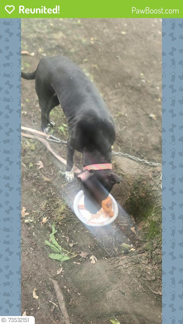 Reunited Female Dog last seen Parmele St, Rockford 61104 IL, Rockford, IL 61104