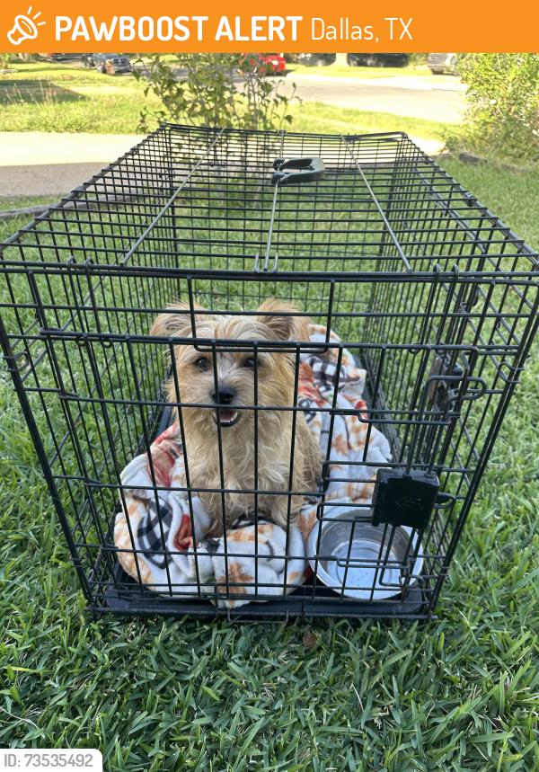 Found/Stray Male Dog last seen W kiest rd and s polk st, Dallas, TX 75224