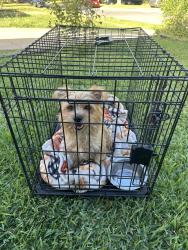 Found/Stray Male Dog last seen W kiest rd and s polk st, Dallas, TX 75224