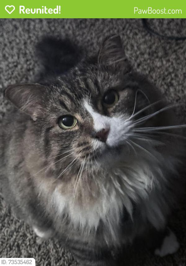 Reunited Female Cat last seen Near Kennebec St, Oxon Hill, MD 20745, USA, Oxon Hill, MD 20745