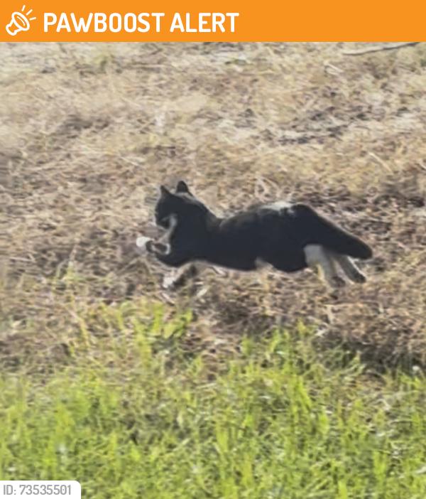 Found/Stray Unknown Cat last seen Verdana Luxury apmts, Howell Township, NJ 07731