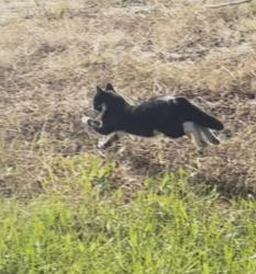 Found/Stray Unknown Cat last seen Verdana Luxury apmts, Howell Township, NJ 07731