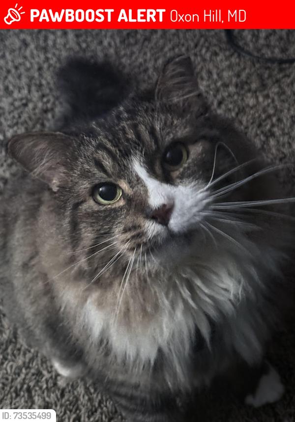 Lost Male Cat last seen Near Kennebec St, Oxon Hill, MD 20745, Oxon Hill, MD 20745
