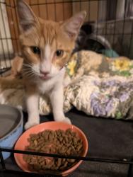 Found/Stray Unknown Cat last seen Taft and Charlotte, San Antonio, TX 78225