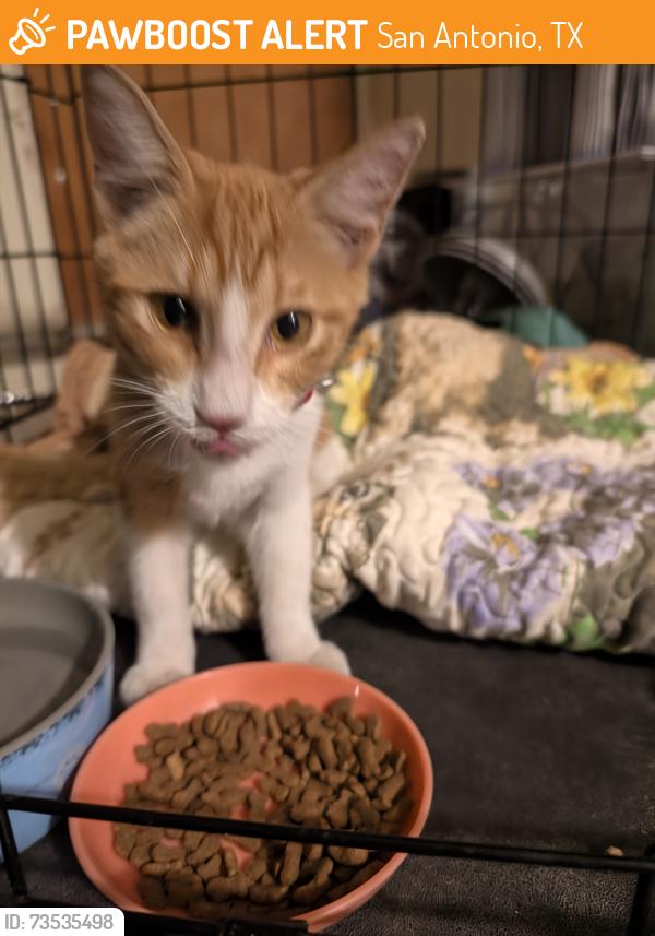 Found/Stray Unknown Cat last seen Taft and Charlotte, San Antonio, TX 78225