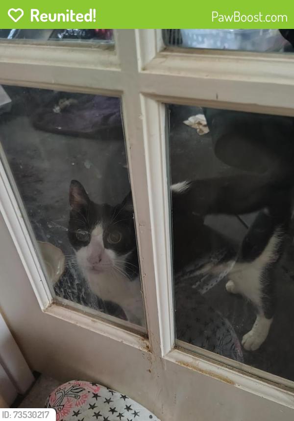 Reunited Male Cat last seen Fm 359 and wilson Street, Fulshear, TX 77441