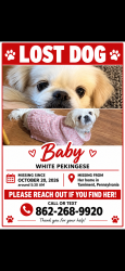Lost Female Dog last seen The Glen Tamiment, Tamiment, PA 18324