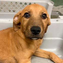 Shelter Stray Male Dog last seen , 3612 11th Ave, Los Angeles, CA 90018, USA