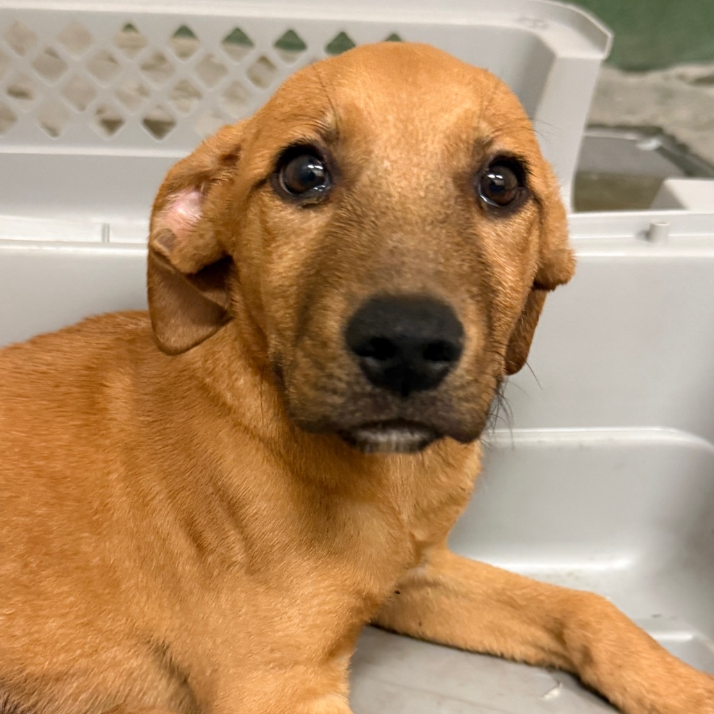 Shelter Stray Male Dog last seen , 3612 11th Ave, Los Angeles, CA 90018, USA