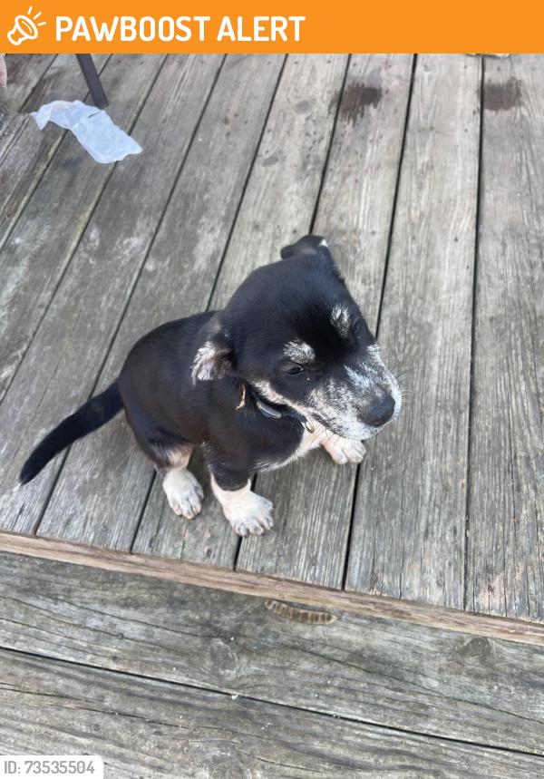 Found/Stray Male Dog last seen Highway 20, Greenville County, SC 29673