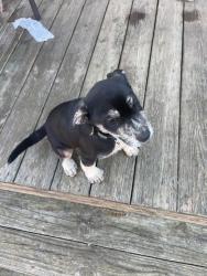 Found/Stray Male Dog last seen Highway 20, Greenville County, SC 29673