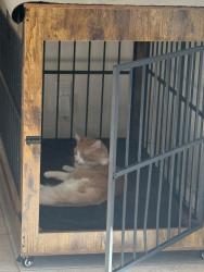Reunited Male Cat last seen Alta vista and citron, Corona, CA 92882