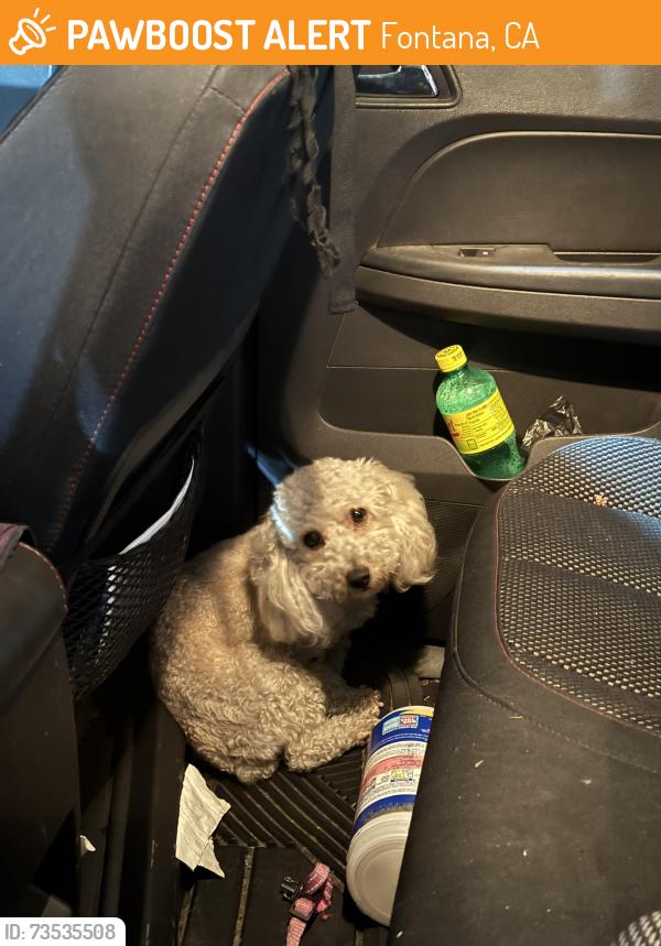 Found/Stray Female Dog last seen Baseline Ave., Fontana, CA 92336