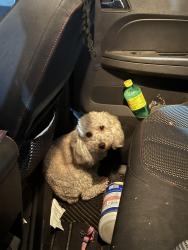 Found/Stray Female Dog last seen Baseline Ave., Fontana, CA 92336