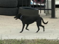 Found/Stray Unknown Dog last seen Promenade & I-10 Frontage Rd., Harris County, TX 77450