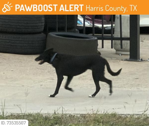 Found/Stray Unknown Dog last seen Promenade & I-10 Frontage Rd., Harris County, TX 77450