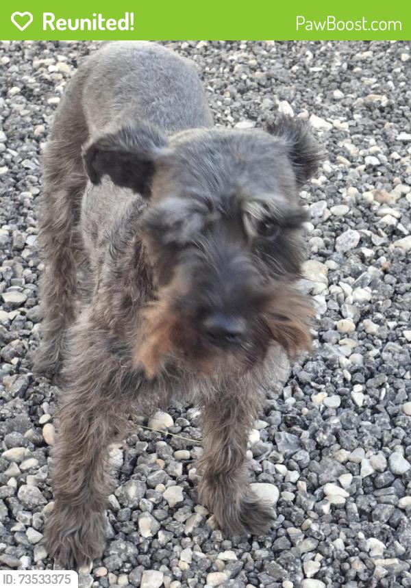 Reunited Male Dog last seen Southcross & 410, San Antonio, TX 78222