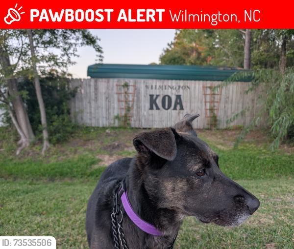 Lost Female Dog last seen Near market St, Wilmington, NC 28411