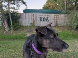 Lost Female Dog last seen Near market St, Wilmington, NC 28411