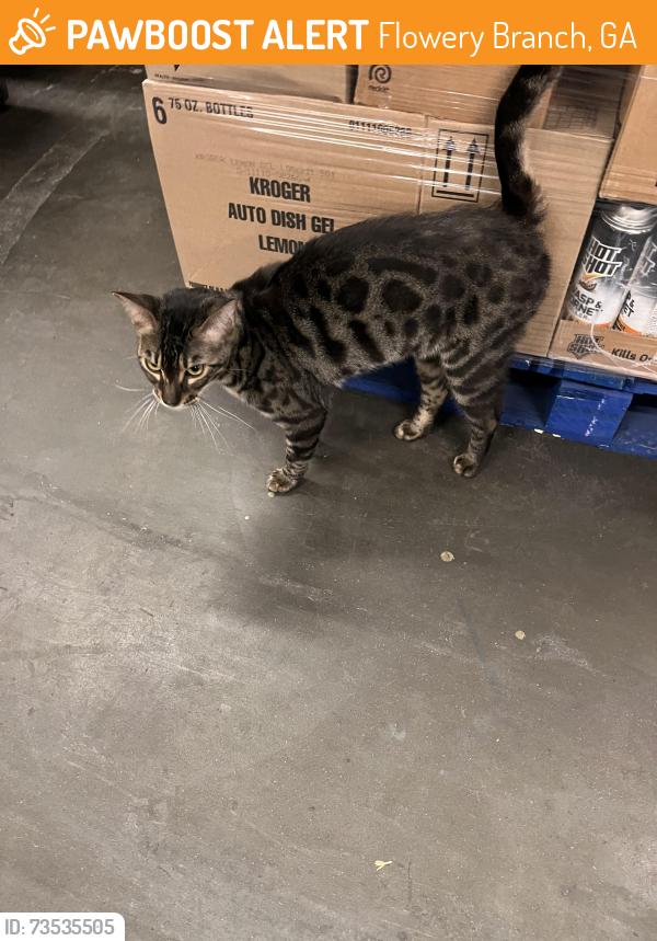 Found/Stray Male Cat last seen Always shows up around 6 or 7 pm in Kroger, Flowery Branch, GA 30542