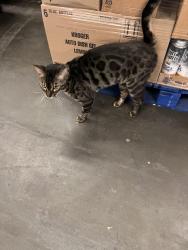 Found/Stray Male Cat last seen Always shows up around 6 or 7 pm in Kroger, Flowery Branch, GA 30542