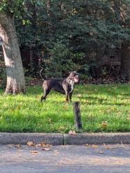 Reunited Female Dog last seen Old trail and red leaf in reston, Reston, VA 20191