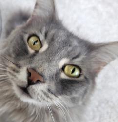 Lost Male Cat last seen Longmore/Emilita, Mesa, AZ 85202