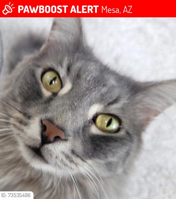 Lost Male Cat last seen Longmore/Emilita, Mesa, AZ 85202