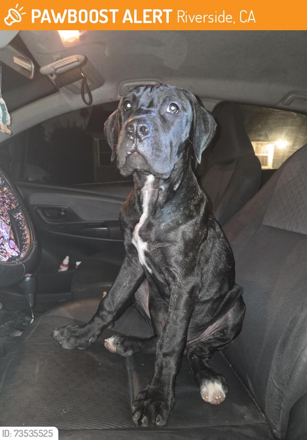 Found/Stray Male Dog last seen Verde St, Jefferson St, Riverside, CA 92504