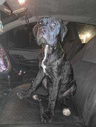 Found/Stray Male Dog last seen Verde St, Jefferson St, Riverside, CA 92504