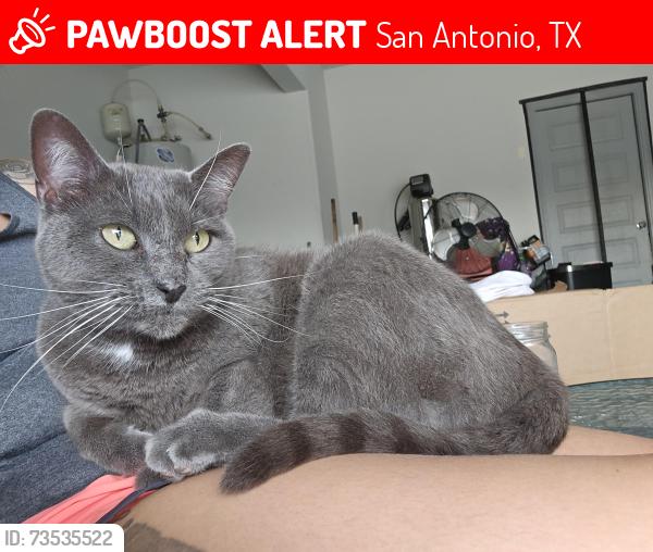 Lost Female Cat last seen Champion creek, San Antonio, TX 78252