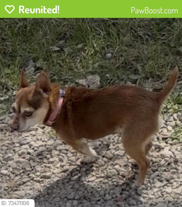 Reunited Male Dog last seen Near sw Fillmore st, Topeka, KS 66604