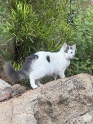 Lost Female Cat last seen Andregg Rd, Auburn, CA 95603