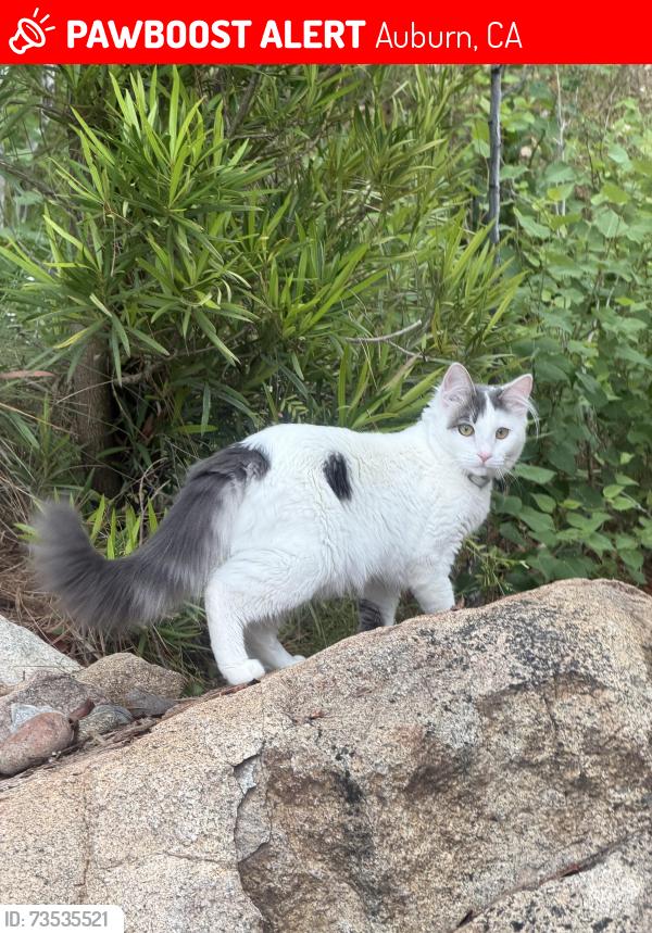 Lost Female Cat last seen Andregg Rd, Auburn, CA 95603