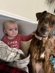 Lost Female Dog last seen Cove Rd, Dundalk, MD 21222