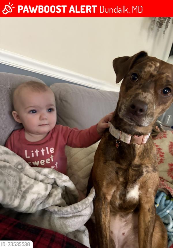 Lost Female Dog last seen Cove Rd, Dundalk, MD 21222