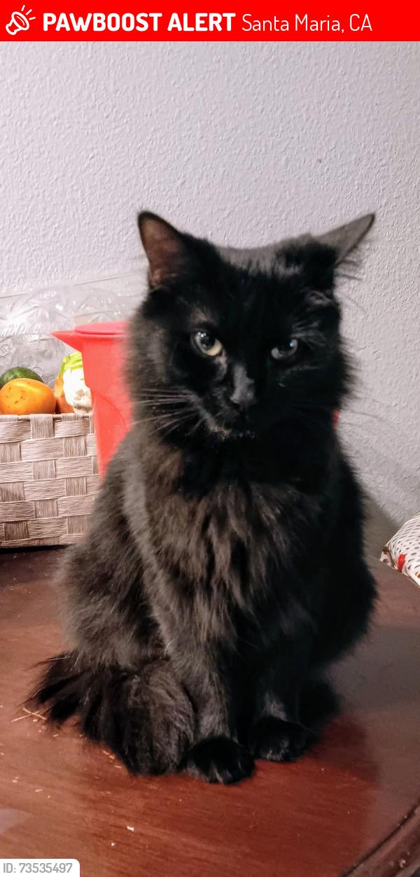 Lost Female Cat last seen Near Central Avenue, Santa Maria, CA 93454