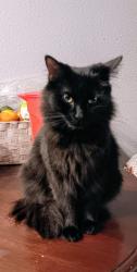 Lost Female Cat last seen Near Central Avenue, Santa Maria, CA 93454