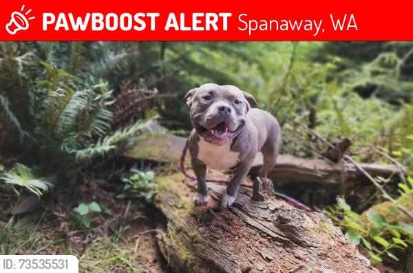 Lost Male Dog last seen Spanaway lake high-school, Spanaway, WA 98387