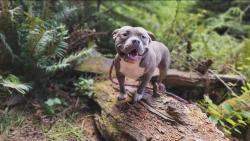 Lost Male Dog last seen Spanaway lake high-school, Spanaway, WA 98387