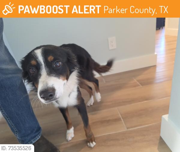 Found/Stray Female Dog last seen Old Springtown Road and Upper Denton Road, Parker County, TX 76085