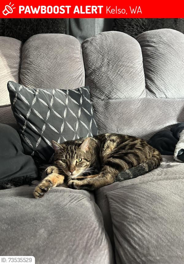 Lost Male Cat last seen Ravenwood Dr, Kelso, WA 98626