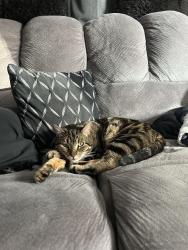 Lost Male Cat last seen Ravenwood Dr, Kelso, WA 98626