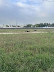 Found/Stray Unknown Dog last seen Near Block of Westpark Drive, Houston, TX 77042