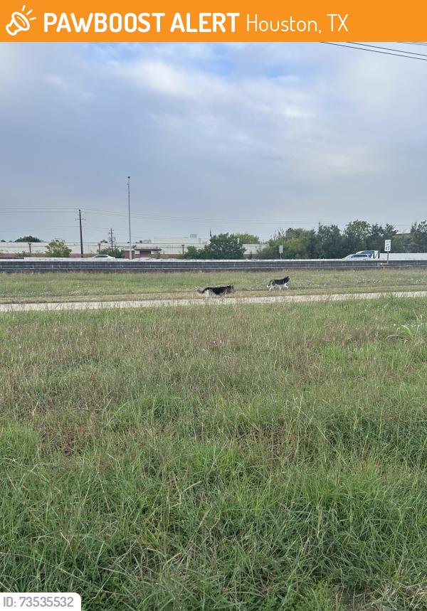 Found/Stray Unknown Dog last seen Near Block of Westpark Drive, Houston, TX 77042