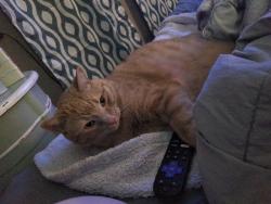 Lost Male Cat last seen St Paul Lutheran school, Appleton, WI 54911