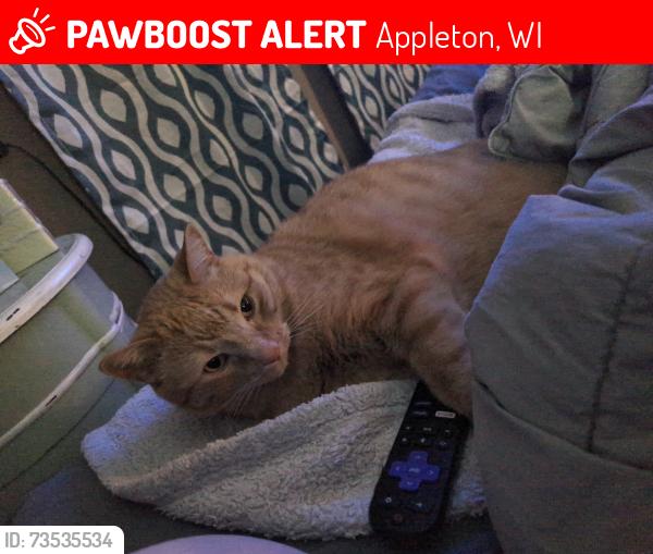 Lost Male Cat last seen St Paul Lutheran school, Appleton, WI 54911