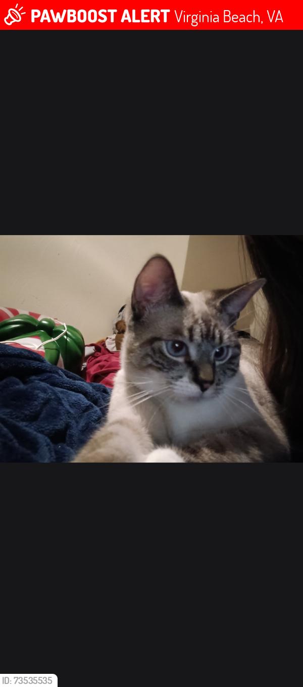 Lost Male Cat last seen Kelley Rd Baxter Rd, Virginia Beach, VA 23462