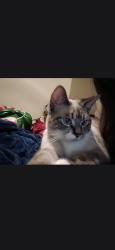 Lost Male Cat last seen Kelley Rd Baxter Rd, Virginia Beach, VA 23462